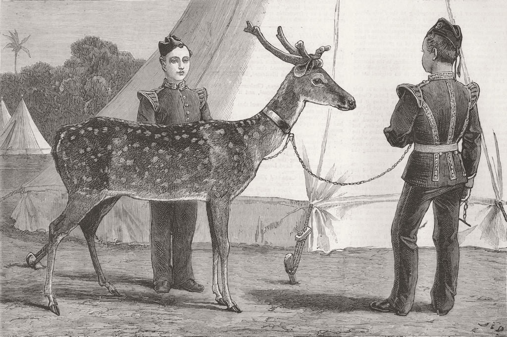 YORKS. Belly, pet deer of West Yorkshire Regt 1883 old antique print picture